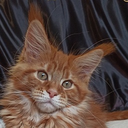 Diamond Paradise Hermes