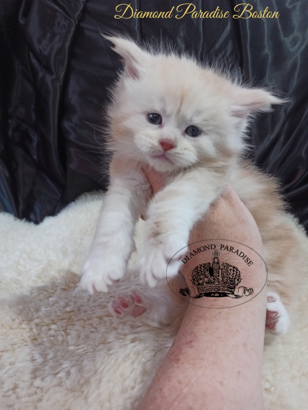 Diamond Paradise Bostons - Kitten maine-coon 1 month