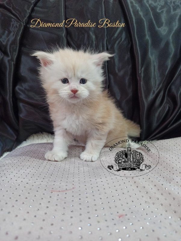 Diamond Paradise Bostons - Kitten maine-coon 1 month