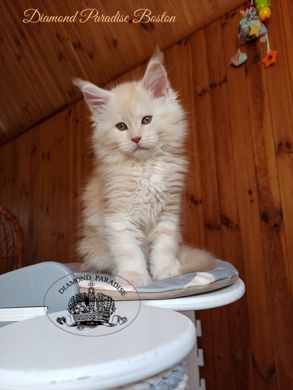 Diamond Paradise Bostons - Kitten maine-coon 2 months