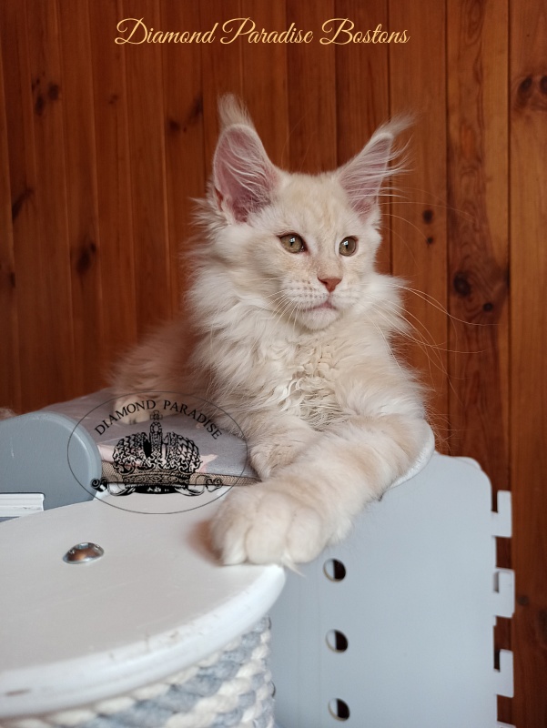 Diamond Paradise Bostons - Kitten maine-coon 3 months