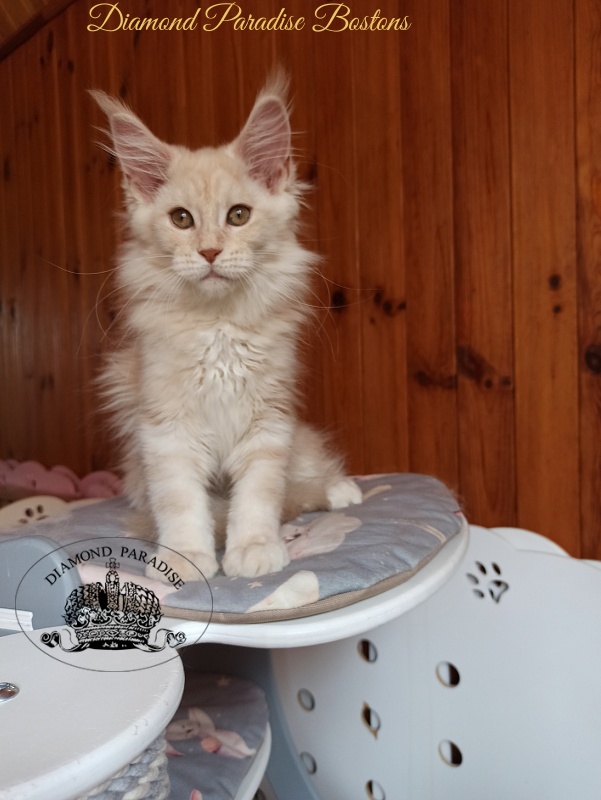 Diamond Paradise Bostons - Kitten maine-coon 3 months