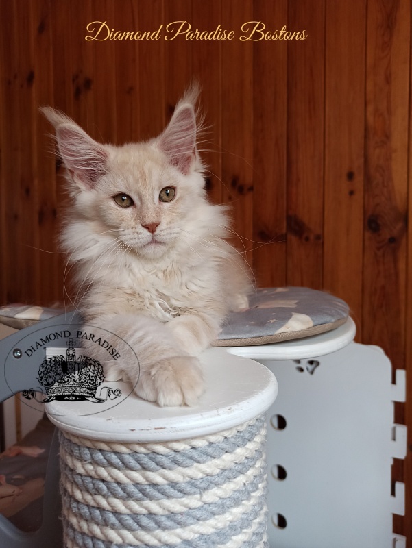 Diamond Paradise Bostons - Kitten maine-coon 3 months