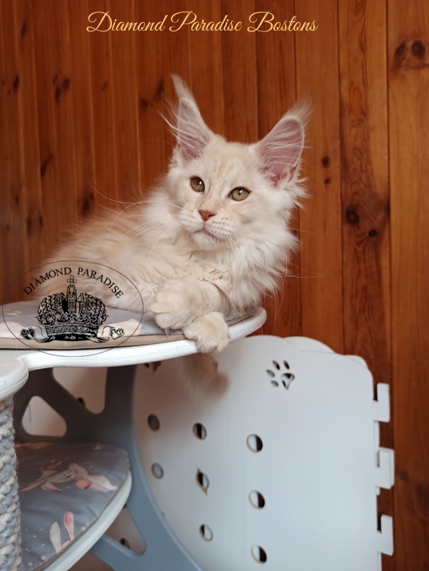 Diamond Paradise Bostons - Kitten maine-coon 3 months