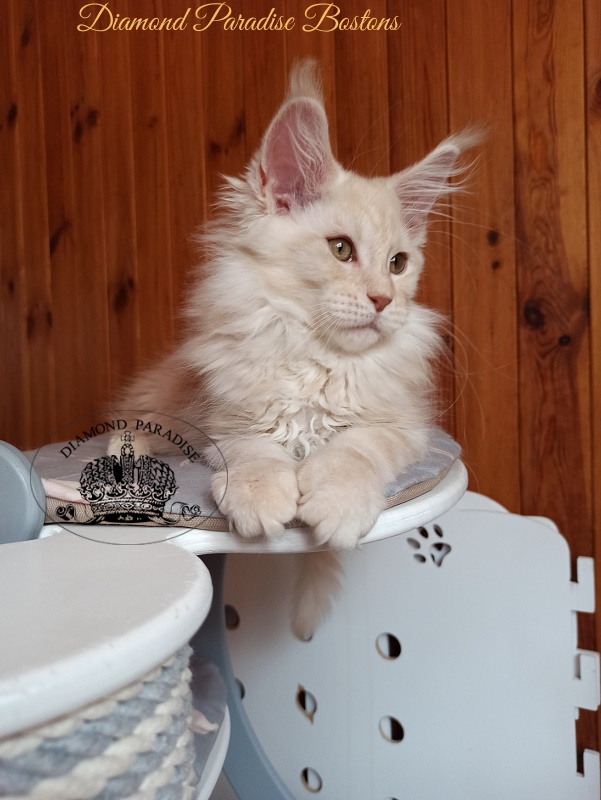 Diamond Paradise Bostons - Kitten maine-coon 3 months