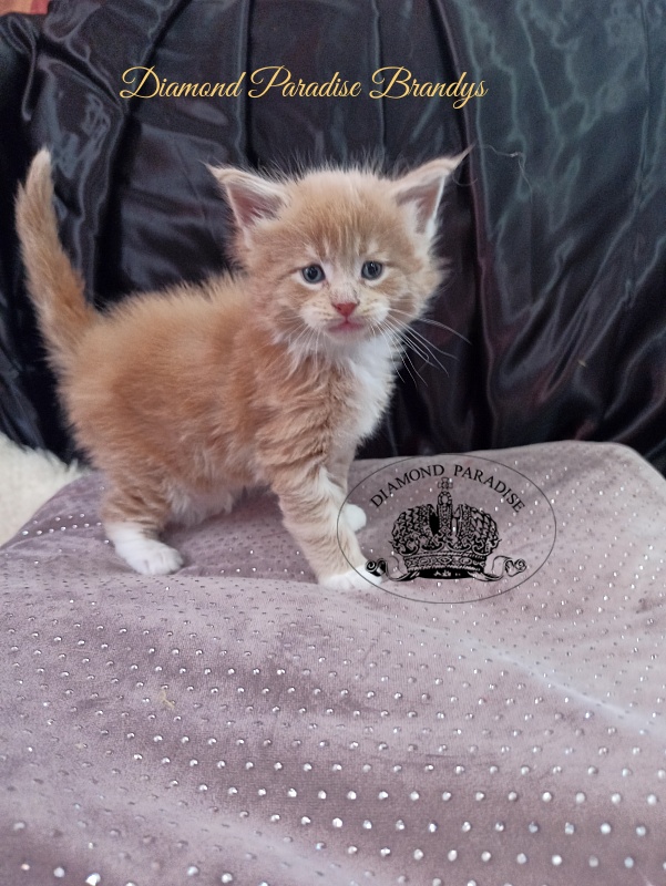 Diamond Paradise Brandys - Kitten maine-coon 1 month