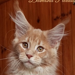 Diamond Paradise Brandys