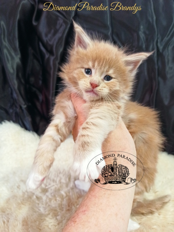 Diamond Paradise Brandys - Kitten maine-coon 1 month