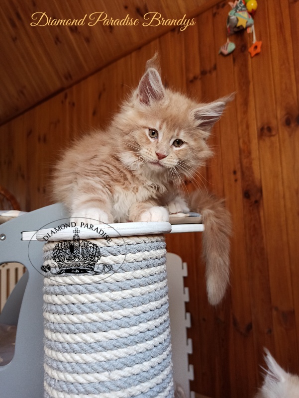 Diamond Paradise Brandys - Kitten maine-coon 2 months