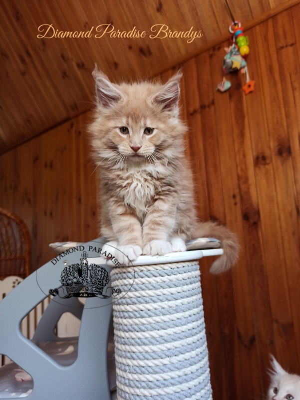 Diamond Paradise Brandys - Kitten maine-coon 2 months