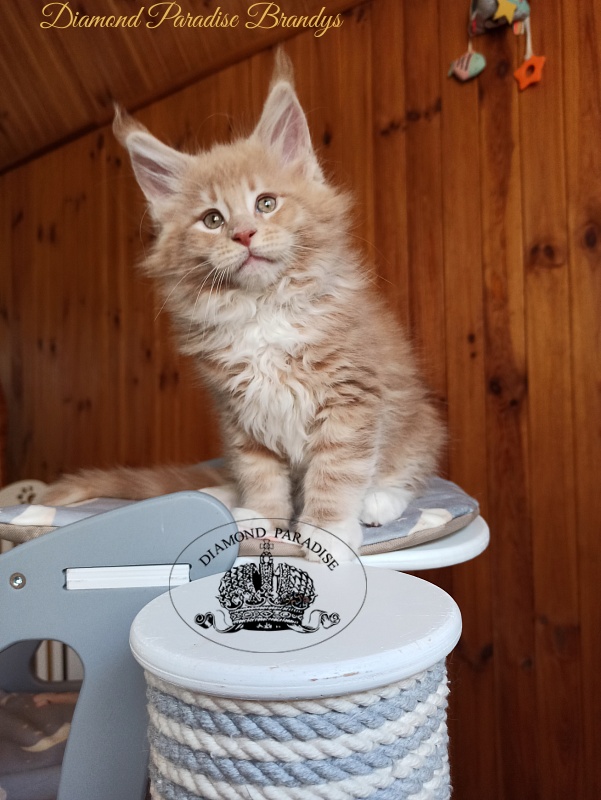 Diamond Paradise Brandys - Kitten maine-coon 2 months