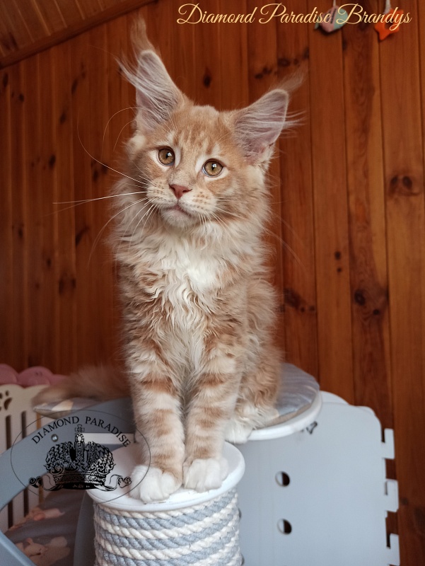 Diamond Paradise Brandys - Kitten maine-coon 3 months
