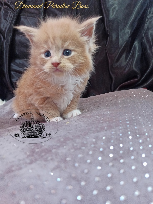 Diamond Paradise Boss - Kitten maine-coon 1 month