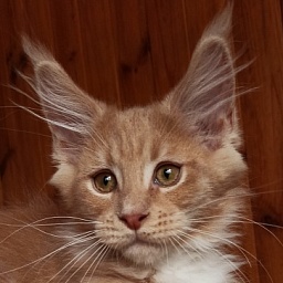 Diamond Paradise Boss