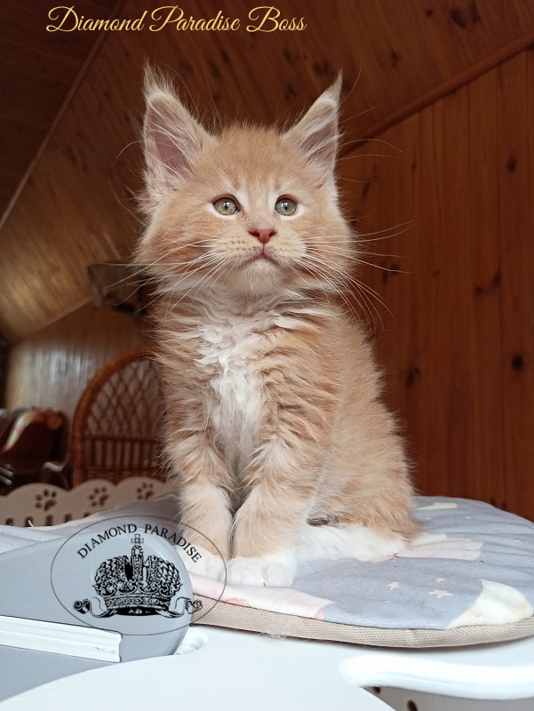 Diamond Paradise Boss - Kitten maine-coon 2 months