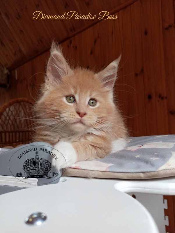 Diamond Paradise Boss - Kitten maine-coon 2 months