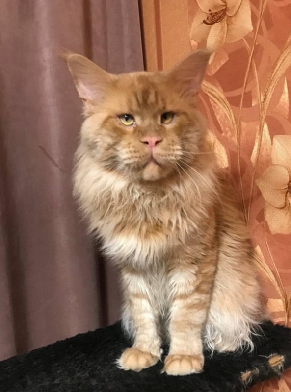 Keks Just Magic - maine-coon