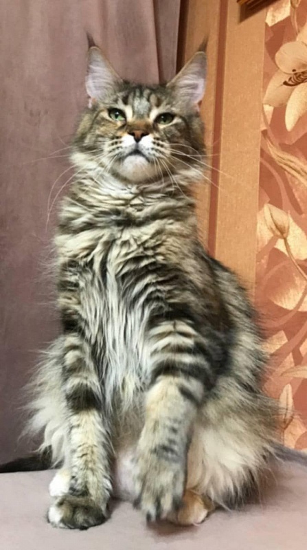 Velvet King Wanessa - maine-coon
