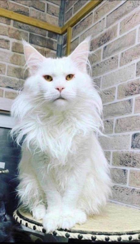 Barin Incanto Vista - maine-coon