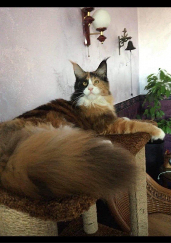 Fluffytails Polina - maine-coon
