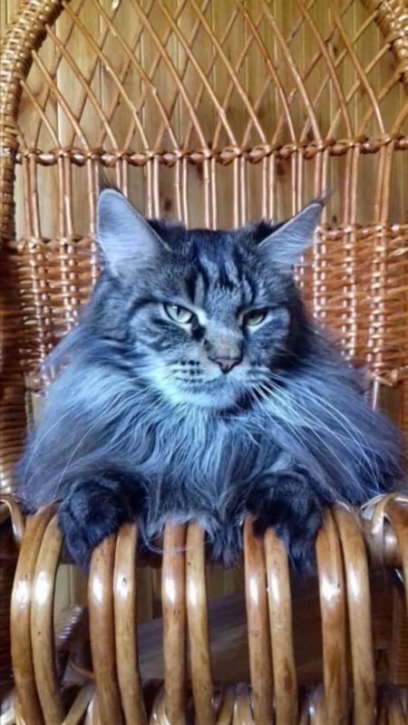 Elza Victoriya Armany - мейн-кун