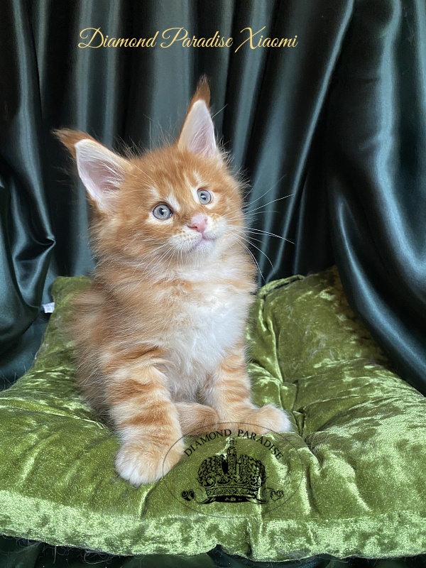 Diamond Paradise Xiaomi - Kitten maine-coon 1 month 1.5 week