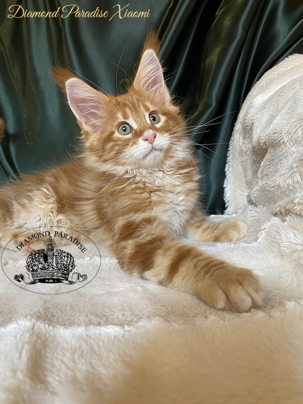 Diamond Paradise Xiaomi - Kitten maine-coon 2 months 0.5 weeks