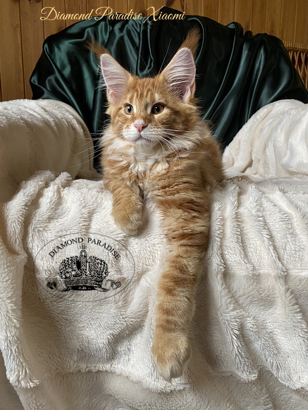 Diamond Paradise Xiaomi - Kitten maine-coon 3 months