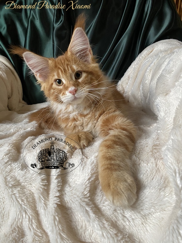 Diamond Paradise Xiaomi - Kitten maine-coon 3 months