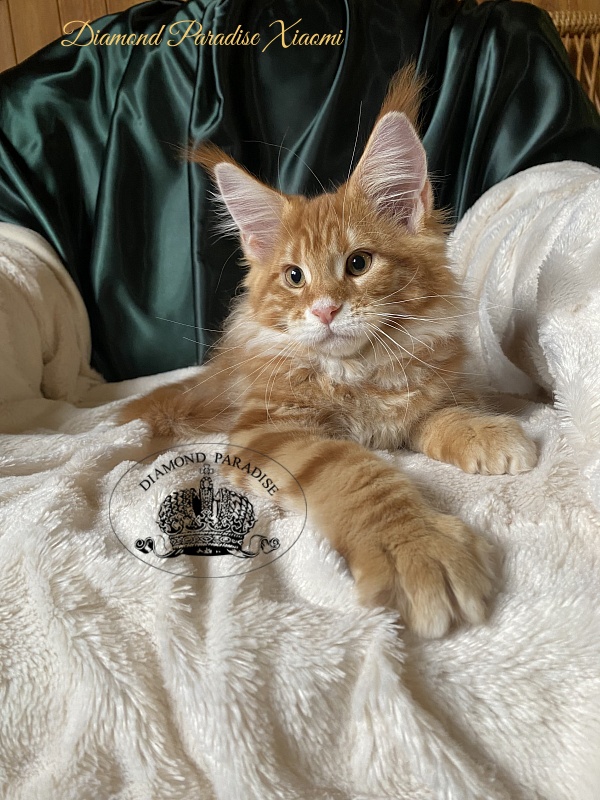 Diamond Paradise Xiaomi - Kitten maine-coon 3 months