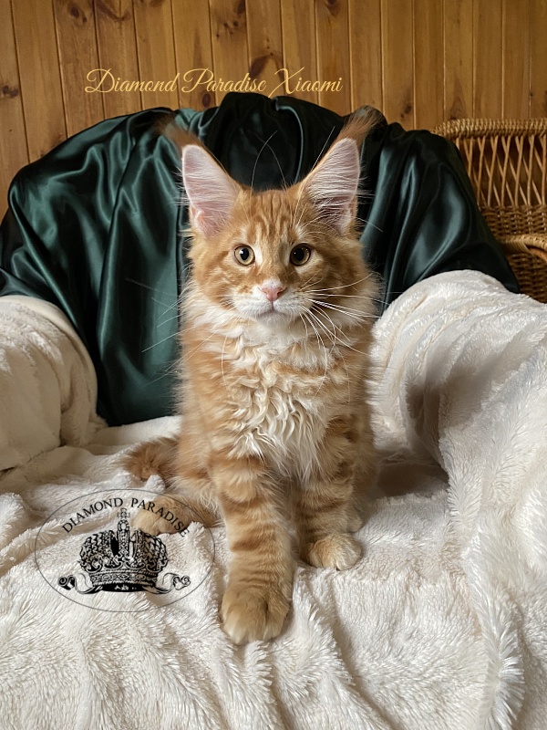 Diamond Paradise Xiaomi - Kitten maine-coon 3 months