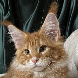 Diamond Paradise Xiaomi