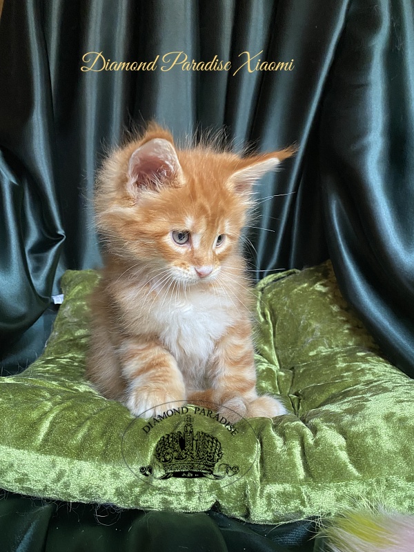 Diamond Paradise Xiaomi - Kitten maine-coon 1 month 1.5 week