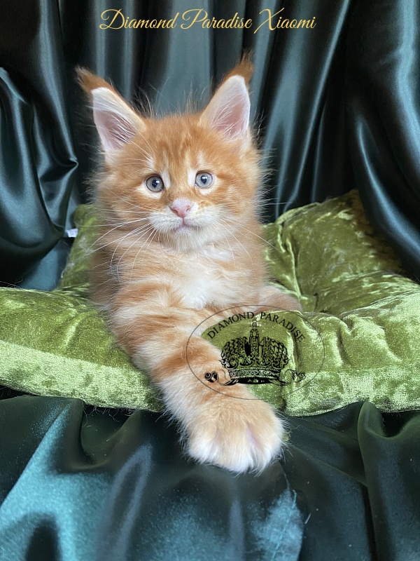 Diamond Paradise Xiaomi - Kitten maine-coon 1 month 1.5 week