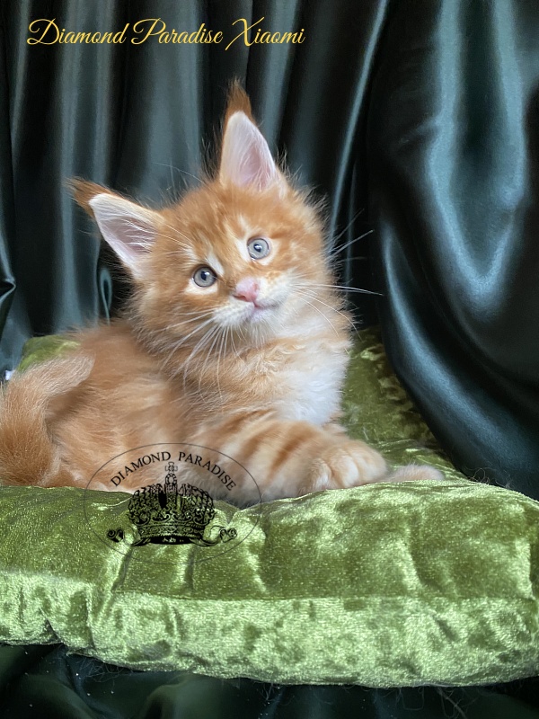 Diamond Paradise Xiaomi - Kitten maine-coon 1 month 1.5 week