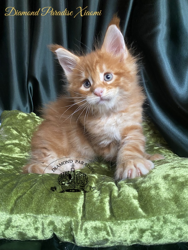 Diamond Paradise Xiaomi - Kitten maine-coon 1 month 1.5 week