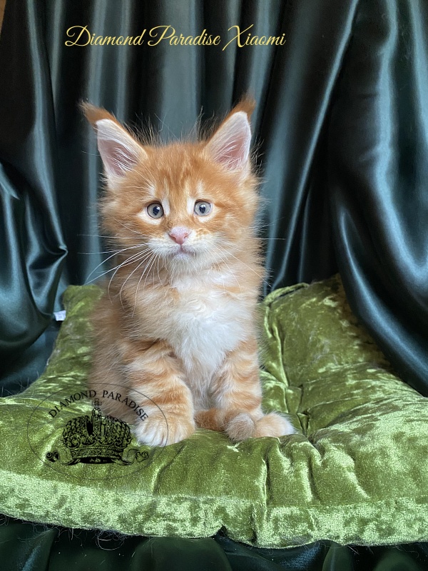 Diamond Paradise Xiaomi - Kitten maine-coon 1 month 1.5 week