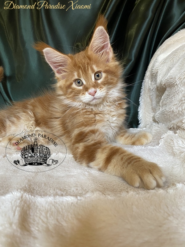Diamond Paradise Xiaomi - Kitten maine-coon 2 months 0.5 weeks