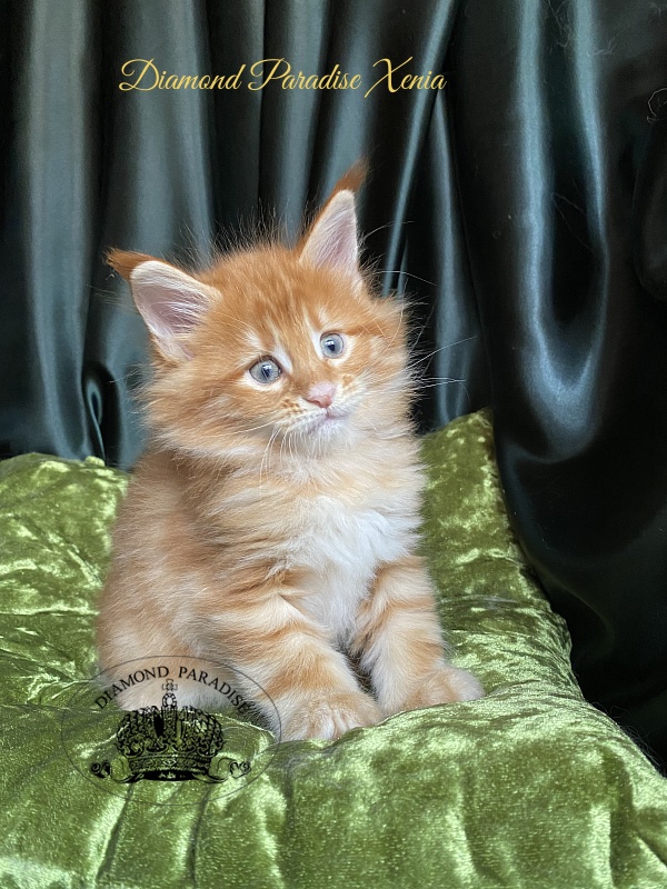Diamond Paradise Xenia - Кошеня мейн-кун 1 місяць 1,5 тиждень