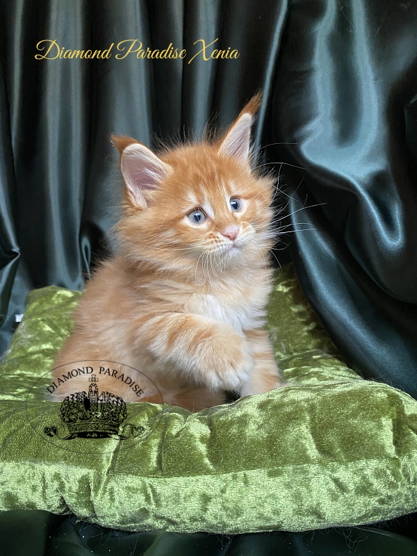 Diamond Paradise Xenia - Кошеня мейн-кун 1 місяць 1,5 тиждень
