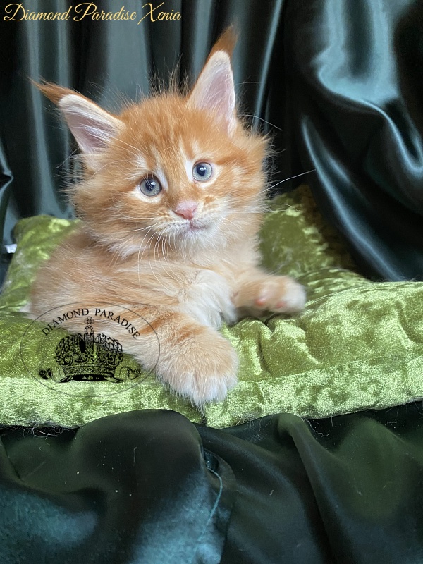 Diamond Paradise Xenia - Кошеня мейн-кун 1 місяць 1,5 тиждень