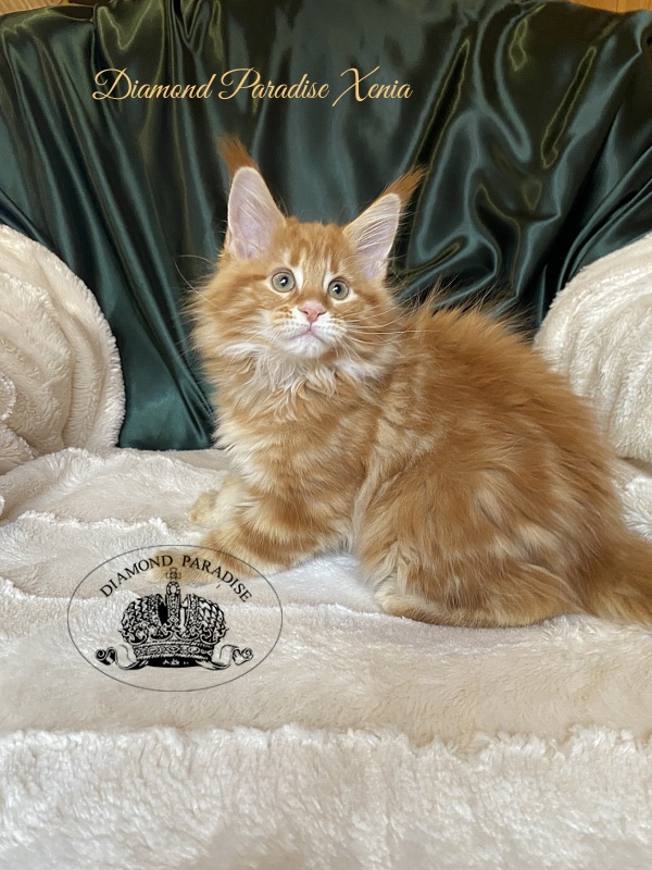 Diamond Paradise Xenia - Кошеня мейн-кун 2 місяця 0,5 тижнів