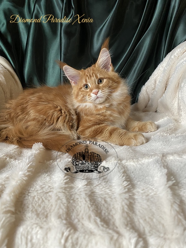 Diamond Paradise Xenia - Кошеня мейн-кун 3 місяця