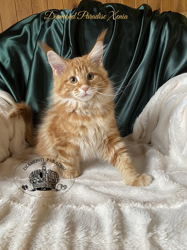 Diamond Paradise Xenia - Кошеня мейн-кун 3 місяця