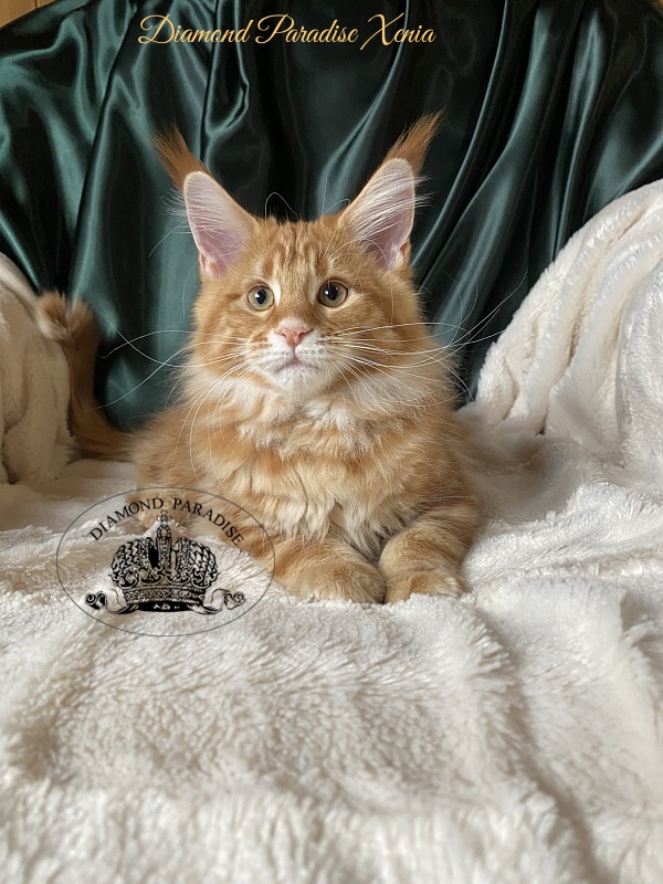 Diamond Paradise Xenia - Кошеня мейн-кун 3 місяця