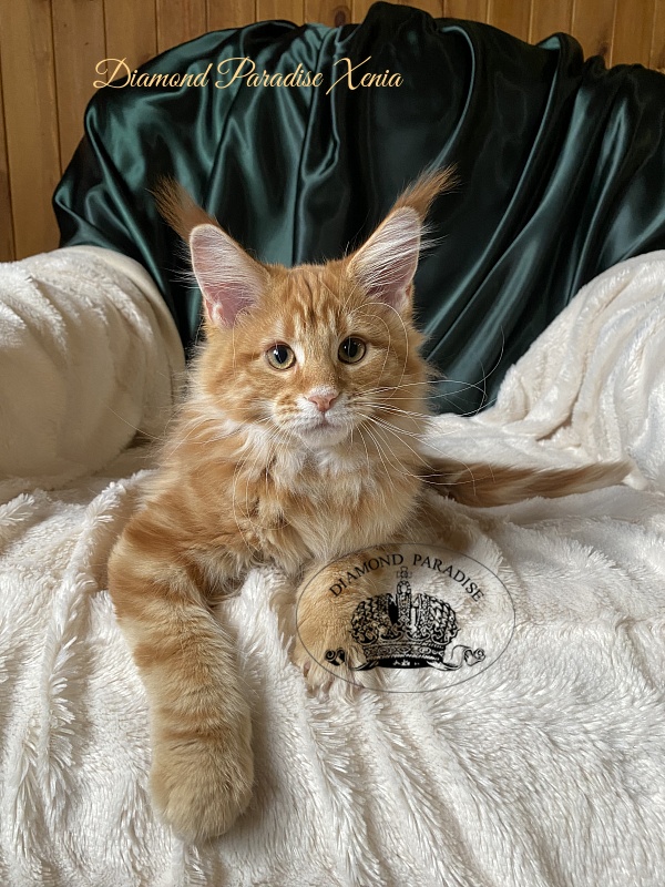 Diamond Paradise Xenia - Кошеня мейн-кун 3 місяця