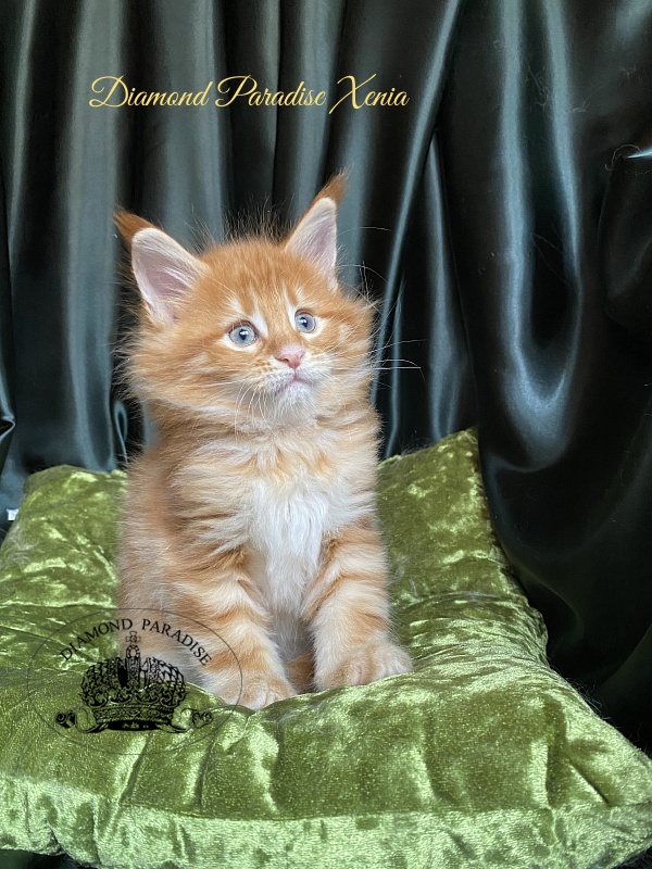 Diamond Paradise Xenia - Кошеня мейн-кун 1 місяць 1,5 тиждень