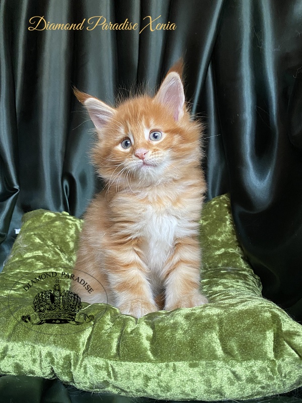 Diamond Paradise Xenia - Кошеня мейн-кун 1 місяць 1,5 тиждень