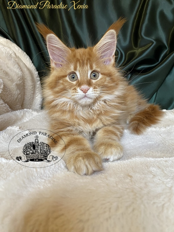 Diamond Paradise Xenia - Кошеня мейн-кун 2 місяця 0,5 тижнів