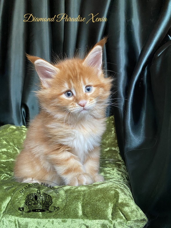 Diamond Paradise Xenia - Кошеня мейн-кун 1 місяць 1,5 тиждень